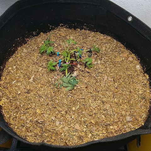 Botafumeiros growlog photo: poda + lst + rega com bokashi.
