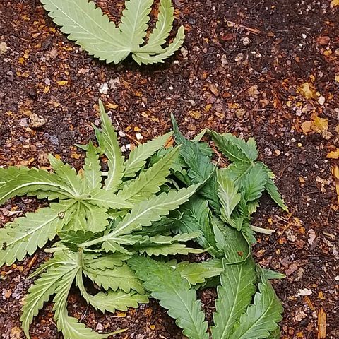 Botafumeiros growlog photo: poda + lst + rega com bokashi.
