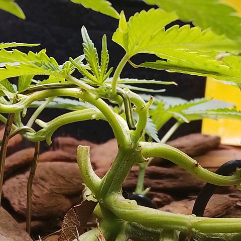 Botafumeiros growlog photo: poda + lst.