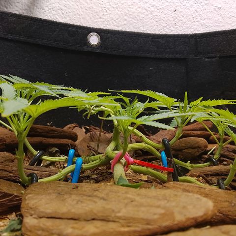 Botafumeiros growlog photo: poda + lst.