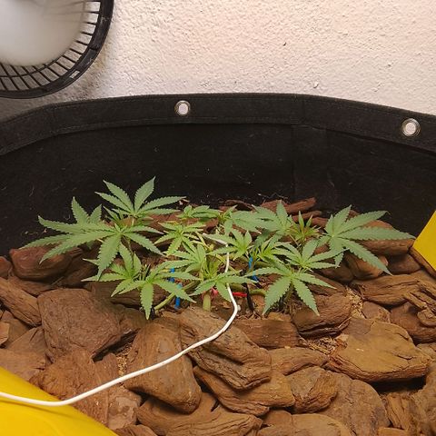 Botafumeiros growlog photo: poda + lst.