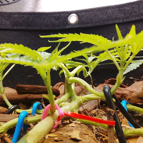 Botafumeiros growlog photo: poda + lst.