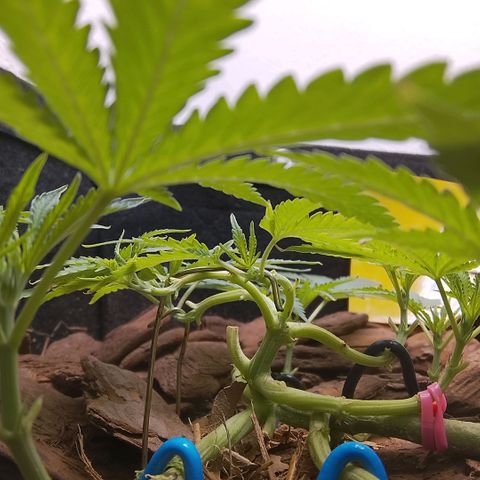 Botafumeiros growlog photo: poda + lst.
