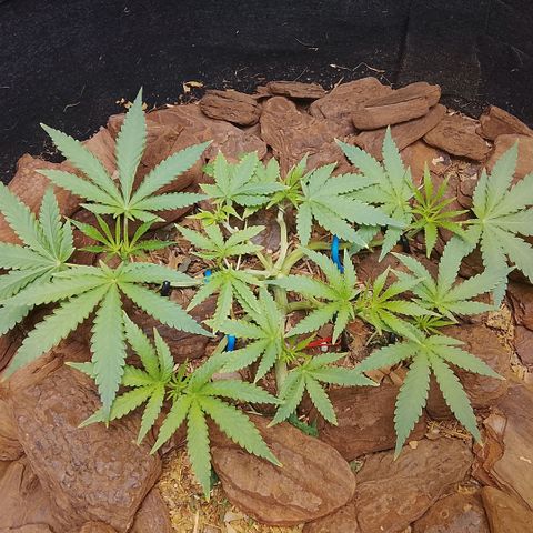 Botafumeiros growlog photo: poda + lst.