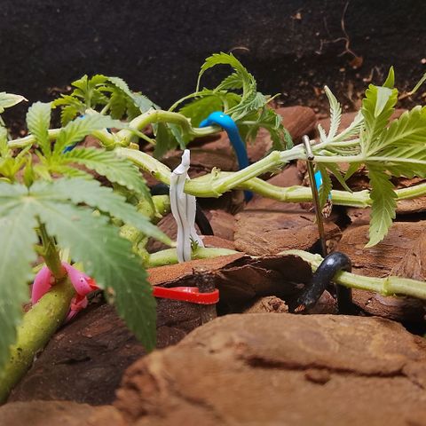 Botafumeiros growlog photo: poda + lst + rega com bokashi. solo esta secando em 5 dias com 2L. estou colocando 2,5L agora. 