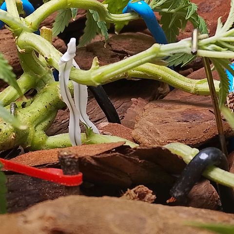 Botafumeiros growlog photo: poda + lst + rega com bokashi. solo esta secando em 5 dias com 2L. estou colocando 2,5L agora. 