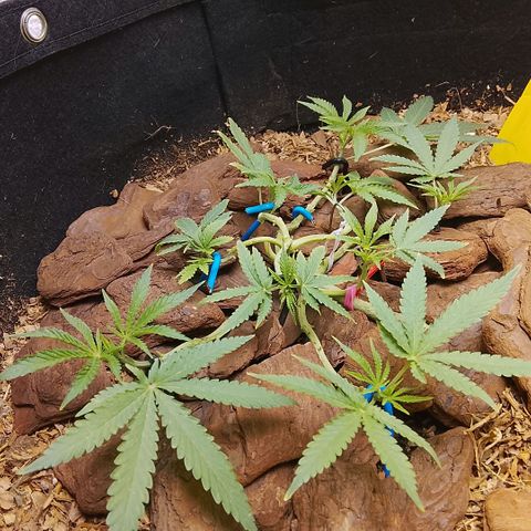 Botafumeiros growlog photo: poda + lst + rega com bokashi. solo esta secando em 5 dias com 2L. estou colocando 2,5L agora. 