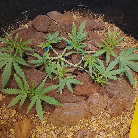 Botafumeiros growlog photo: poda + lst + rega com bokashi. solo esta secando em 5 dias com 2L. estou colocando 2,5L agora. 