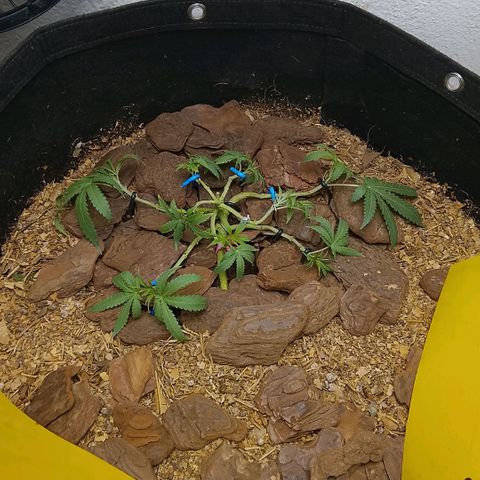 Botafumeiros growlog photo: poda + lst + rega com bokashi. solo esta secando em 5 dias com 2L. estou colocando 2,5L agora. 