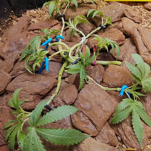 Botafumeiros growlog photo: poda + lst + rega com bokashi. solo esta secando em 5 dias com 2L. estou colocando 2,5L agora. 