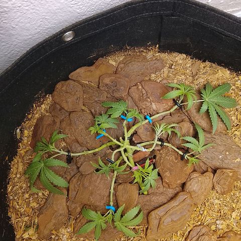 Botafumeiros growlog photo: poda + lst + rega com bokashi. solo esta secando em 5 dias com 2L. estou colocando 2,5L agora. 