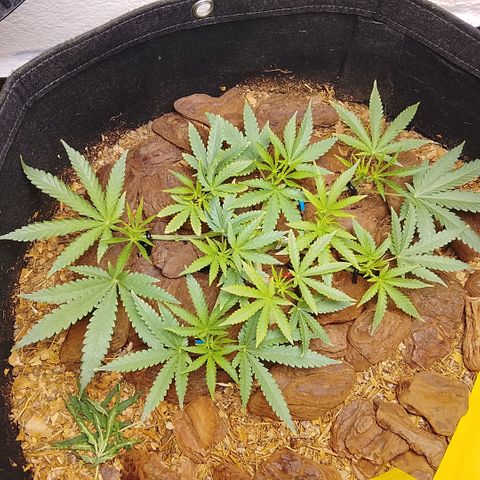 Botafumeiros growlog timeline photo