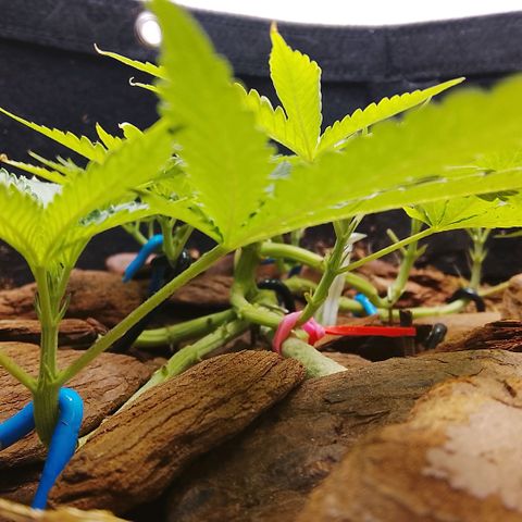 Botafumeiros growlog timeline photo