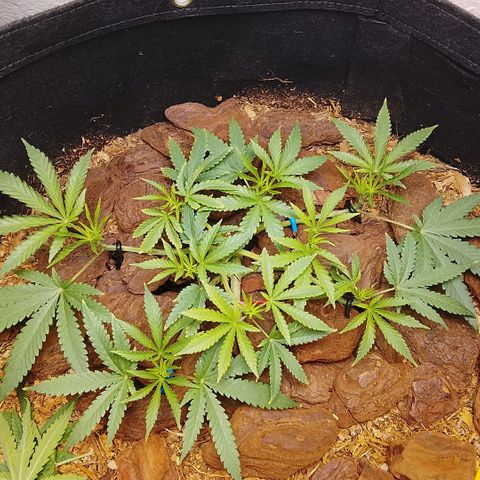 Botafumeiros growlog timeline photo