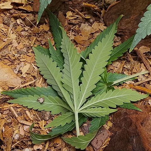 Botafumeiros growlog timeline photo
