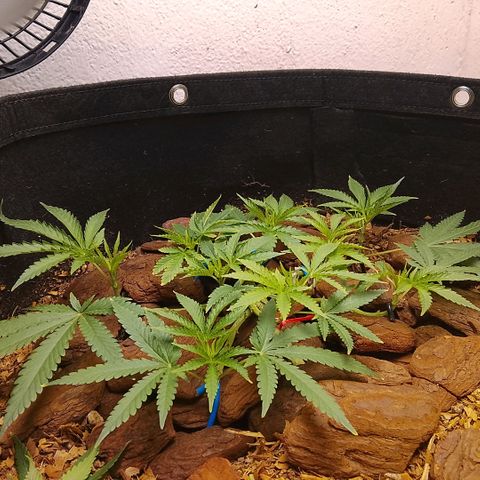 Botafumeiros growlog timeline photo