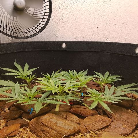 Botafumeiros growlog timeline photo