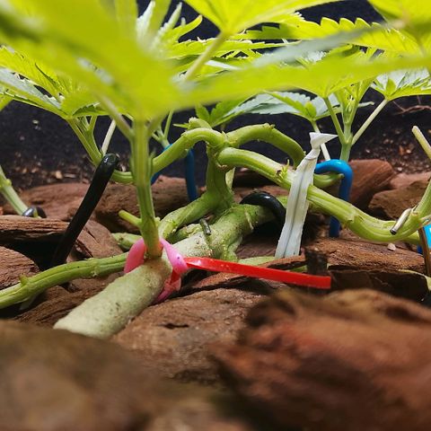 Botafumeiros growlog timeline photo