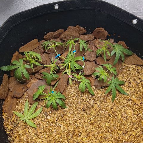 Botafumeiros growlog photo: poda + lst + rega de 3L com bokashi.