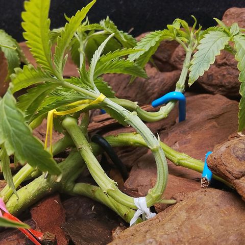 Botafumeiros growlog photo: poda + lst + rega de 3L com bokashi.