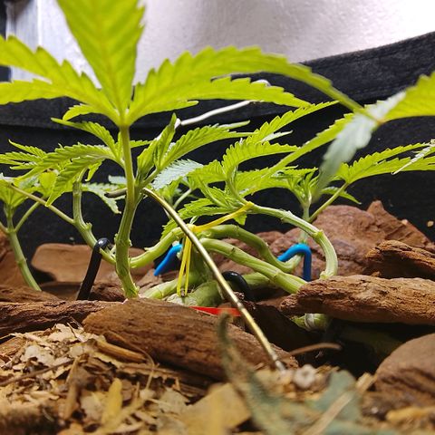 Botafumeiros growlog photo: poda + lst + rega de 3L com bokashi.
