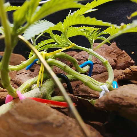 Botafumeiros growlog photo: poda + lst + rega de 3L com bokashi.