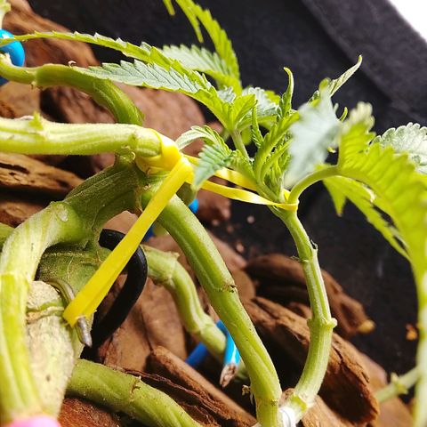 Botafumeiros growlog photo: poda + lst + rega de 3L com bokashi.