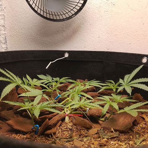 Botafumeiros growlog photo: poda + lst + rega de 3L com bokashi.