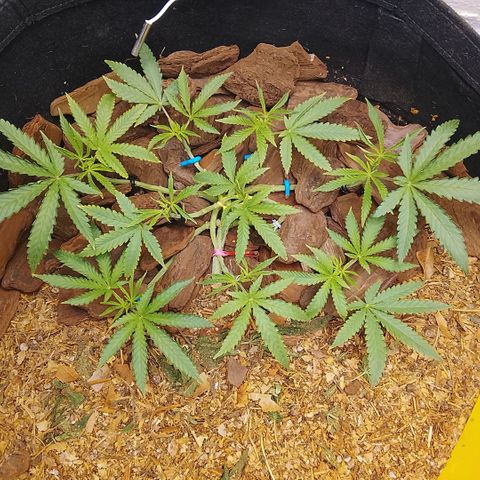 Botafumeiros growlog photo: poda + lst + rega de 3L com bokashi.