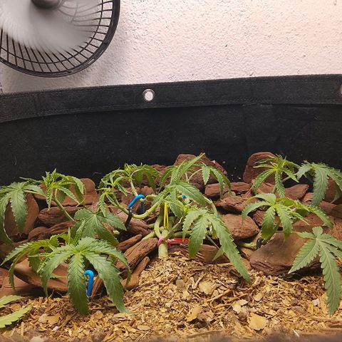 Botafumeiros growlog photo: poda + lst + rega de 3L com bokashi.
