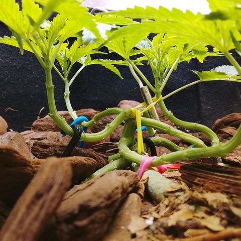 Botafumeiros growlog photo: vpd muito quente 32º/70% mas os topos estão indo bem, 9 topos. Sativa é resistente ao calor. vpd comum do litoral.