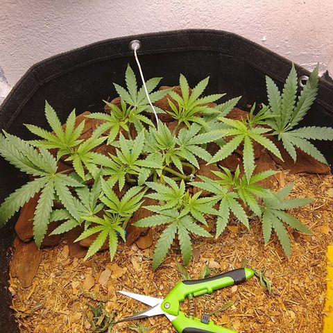 Botafumeiros growlog photo: vpd muito quente 32º/70% mas os topos estão indo bem, 9 topos. Sativa é resistente ao calor. vpd comum do litoral.