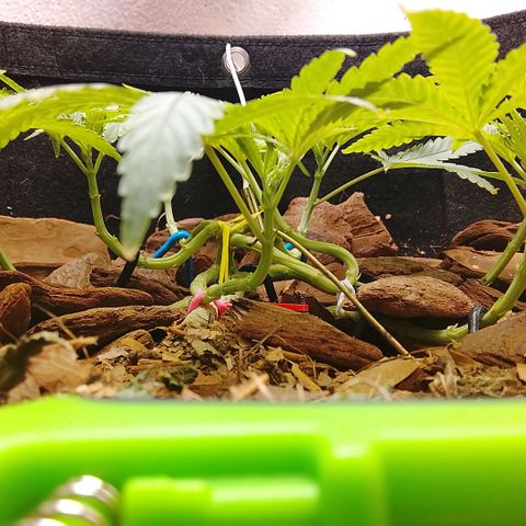 Botafumeiros growlog photo: vpd muito quente 32º/70% mas os topos estão indo bem, 9 topos. Sativa é resistente ao calor. vpd comum do litoral.