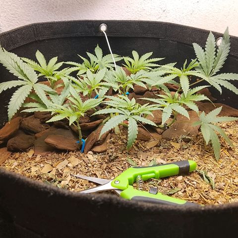 Botafumeiros growlog photo: vpd muito quente 32º/70% mas os topos estão indo bem, 9 topos. Sativa é resistente ao calor. vpd comum do litoral.