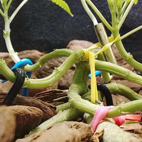 Botafumeiros growlog photo: vpd muito quente 32º/70% mas os topos estão indo bem, 9 topos. Sativa é resistente ao calor. vpd comum do litoral.