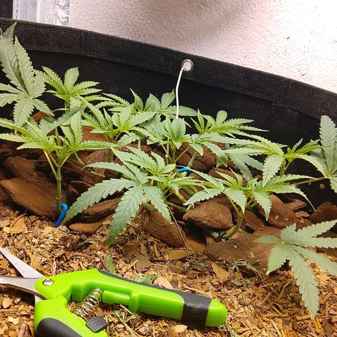 Botafumeiros growlog photo: vpd muito quente 32º/70% mas os topos estão indo bem, 9 topos. Sativa é resistente ao calor. vpd comum do litoral.