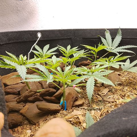 Botafumeiros growlog photo: vpd muito quente 32º/70% mas os topos estão indo bem, 9 topos. Sativa é resistente ao calor. vpd comum do litoral.