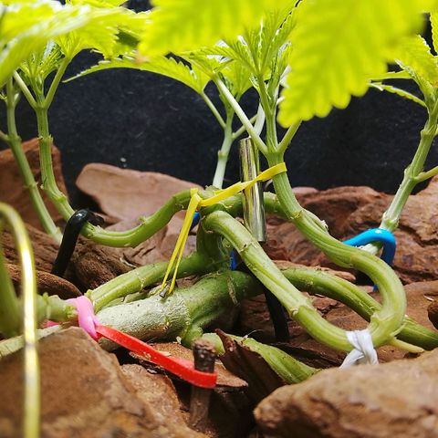 Botafumeiros growlog photo: vpd muito quente 32º/70% mas os topos estão indo bem, 9 topos. Sativa é resistente ao calor. vpd comum do litoral.
