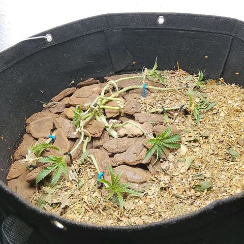 Botafumeiros growlog photo: ACHO QUE EXAGEREI NO MANEJO