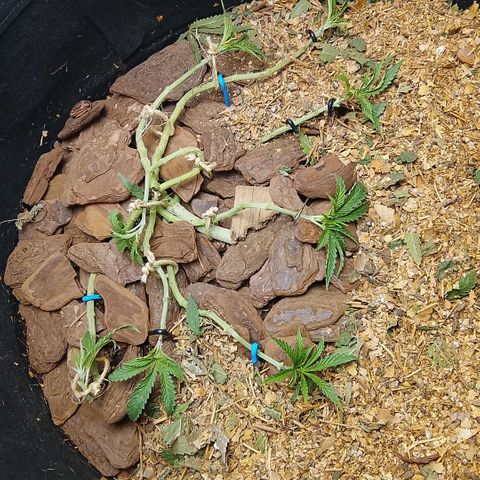 Botafumeiros growlog photo: ACHO QUE EXAGEREI NO MANEJO