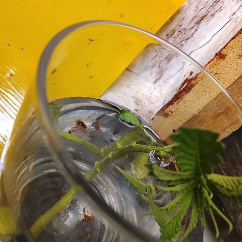 Botafumeiros growlog photo: ACHO QUE EXAGEREI NO MANEJO