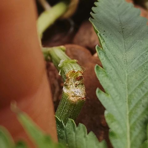 Botafumeiros growlog photo: ta indo legal