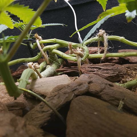 Botafumeiros growlog photo: ta indo legal