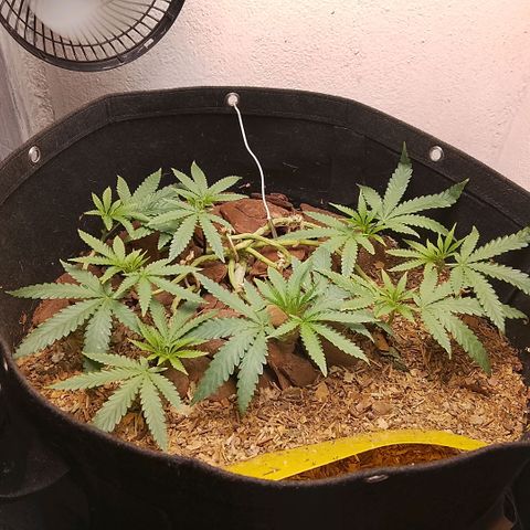 Botafumeiros growlog photo: ta indo legal
