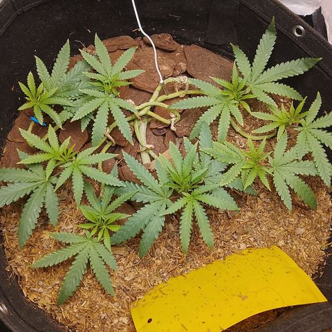 Botafumeiros growlog photo: ta indo legal
