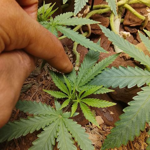 Botafumeiros growlog photo: ta indo legal