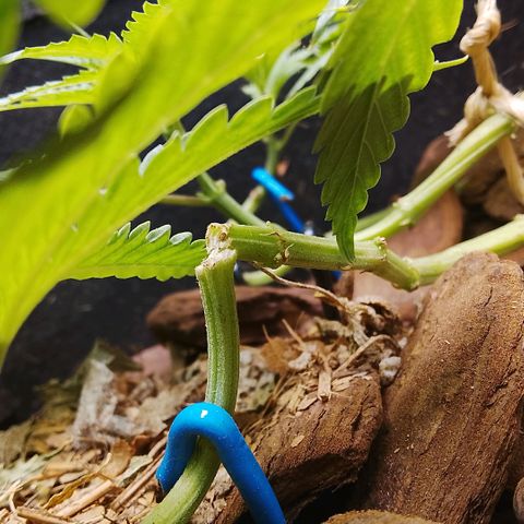 Botafumeiros growlog photo: ta indo legal