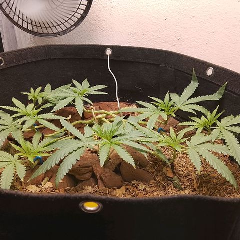 Botafumeiros growlog photo: ta indo legal