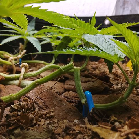 Botafumeiros growlog photo: ta indo legal