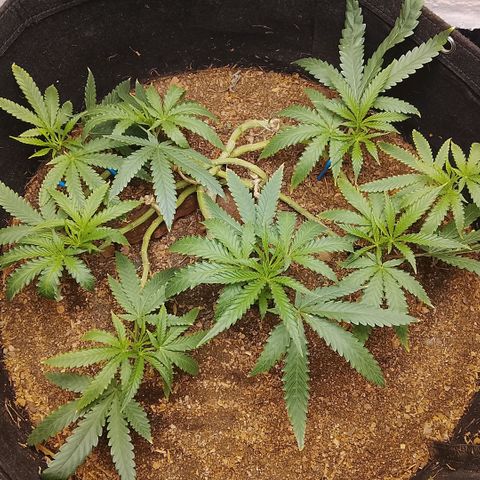 Botafumeiros growlog photo: podas + rega de 3.5L com bokashi e ocean mix.